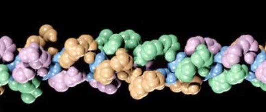 Structure of Collagen